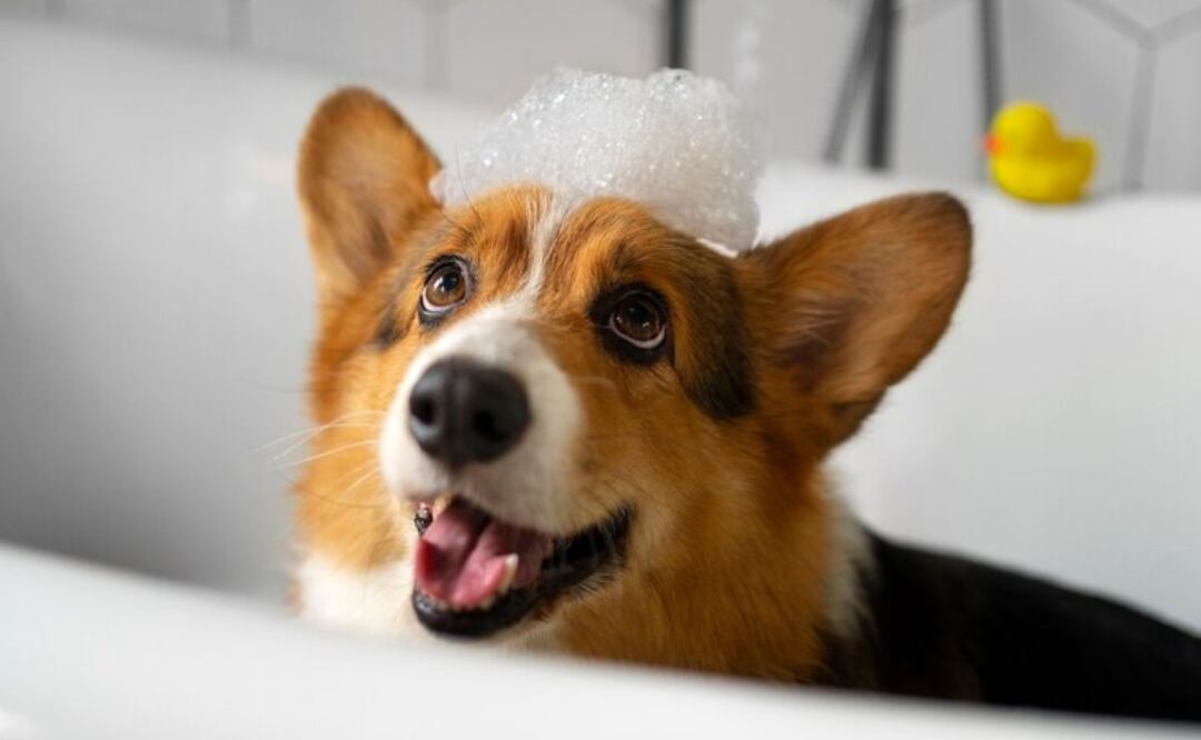 A la gran mayoría de los perros domésticos no les gusta el agua. Fuente: Freepik.