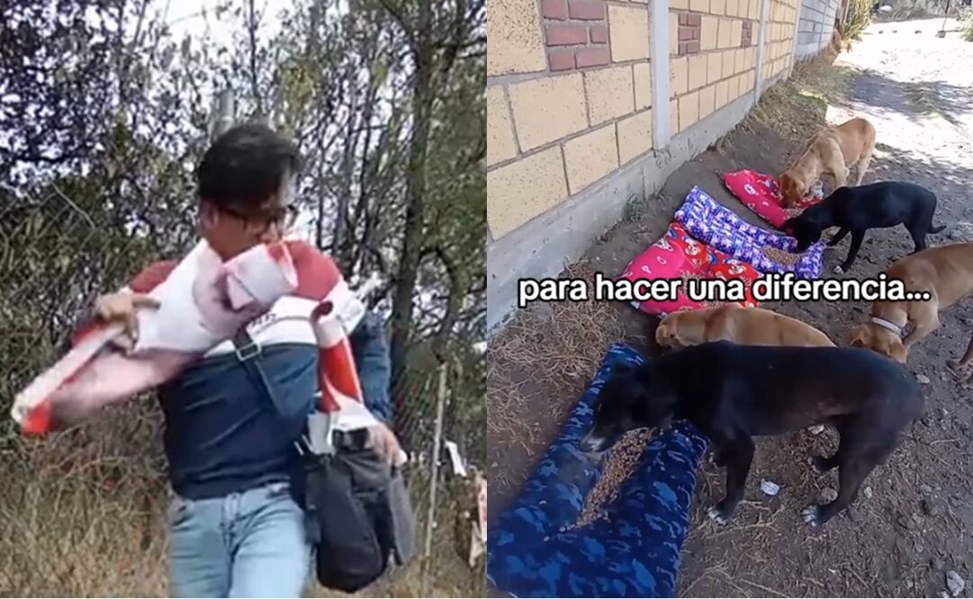 Hombre convierte “basura electoral” en camas para perritos de la calle. Foto: Captura de video