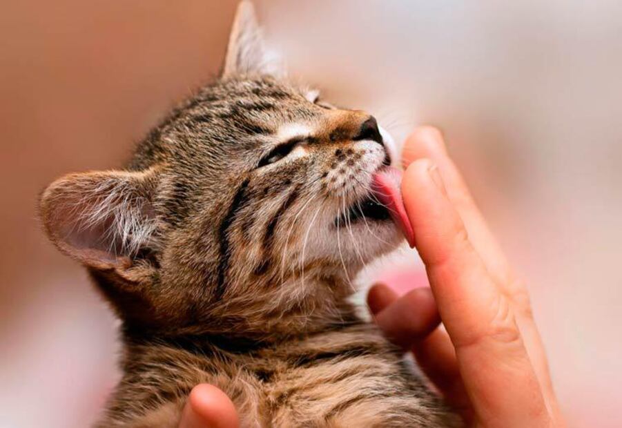 El significado de que un gato te lama las manos. Fuente: Freepik.