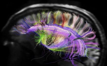 Si el cerebro generara nuevas neuronas se perderían recuerdos: Pasko Rakic, neurocientífico