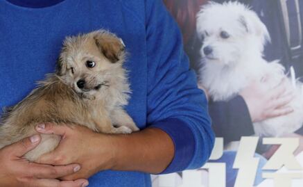 Empresa de servicio de clonación en China duplica a perro famoso