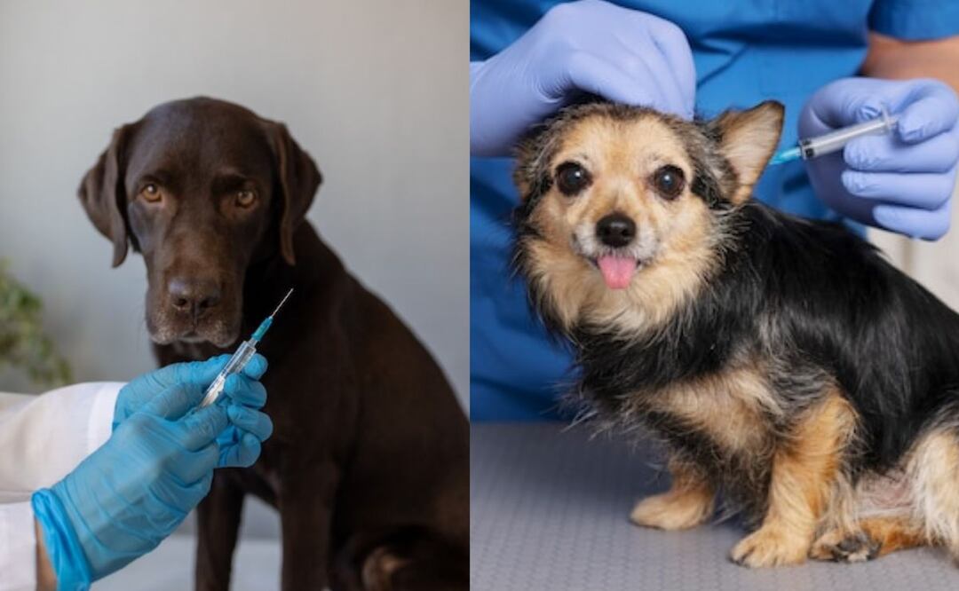 Vacunar a tu perro es esencial para proteger su salud. Fuente: Freepik.