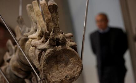 Marruecos investiga venta de un fósil en México