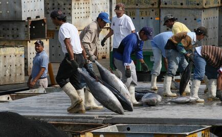 Mexico’s tuna market shows growth despite U.S. “dolphin safe” standard
