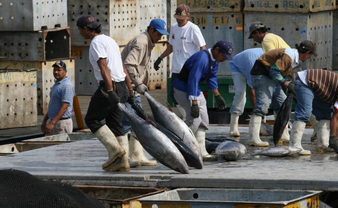 U.S. food supply chains are not allowed to buy Mexican tuna due to the country’s so-called “dolphin safe” standard - Photo: Yovana Gaxiola/EL UNIVERSAL