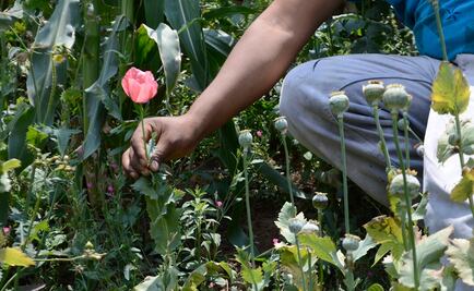 Aún es incierto el futuro del glifosato en la UE
