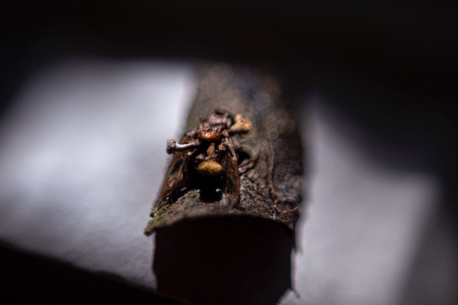 Ophiocordyceps deltoroi fue dedicada a  Guillermo del Toro. Foto: CUCBA - UdeG