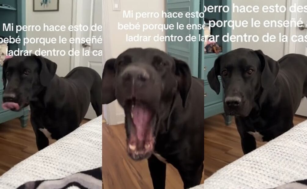 Perro que no ladra. Fuente: TikTok @anamariaortizpere