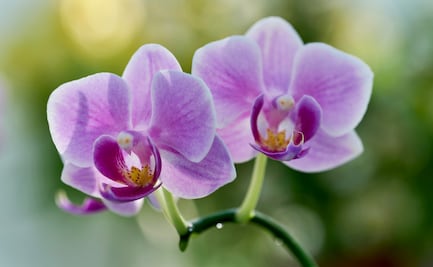 Tu primera orquídea sin complicaciones: 3 consejos clave para evitar que se deteriore