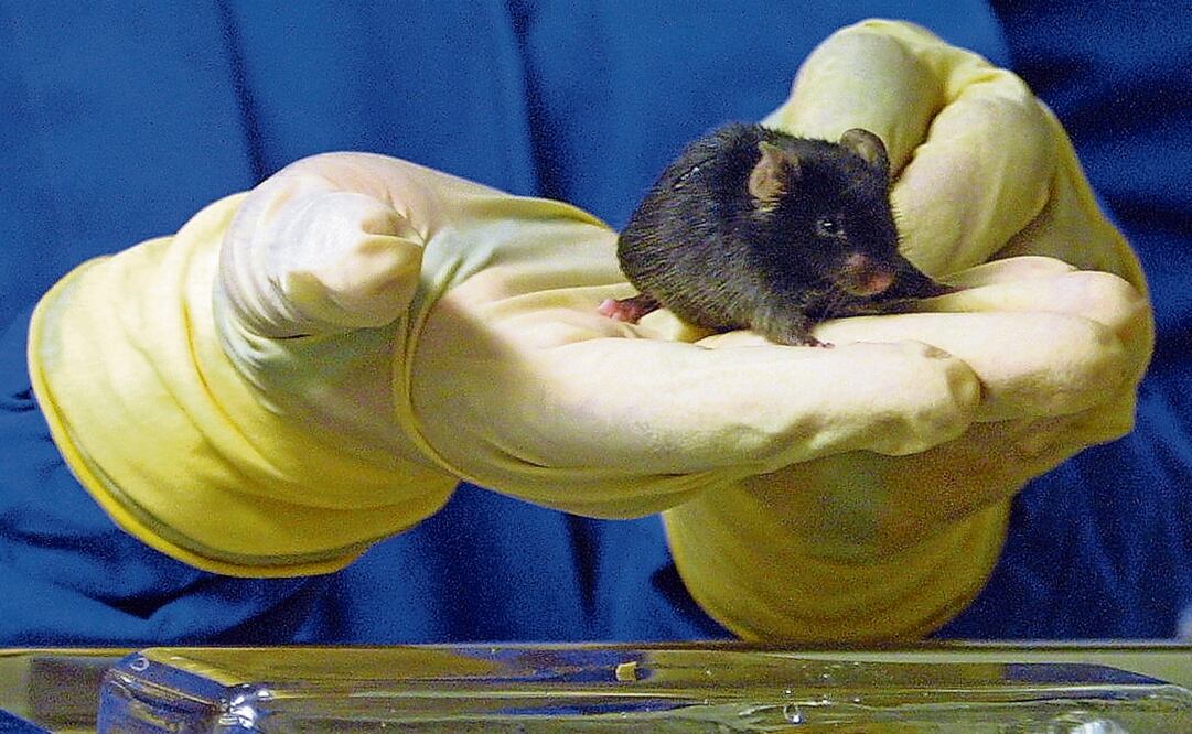 En México, la experimentación con animales es legal sólo para fines médicos y el desarrollo de nuevos fármacos. Foto: Archivo EL UNIVERSAL