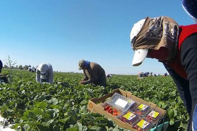 Jornaleros acusan incumplimiento