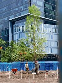 Nuevo ahuehuete de Reforma está vivo y en proceso de adaptación: expertos