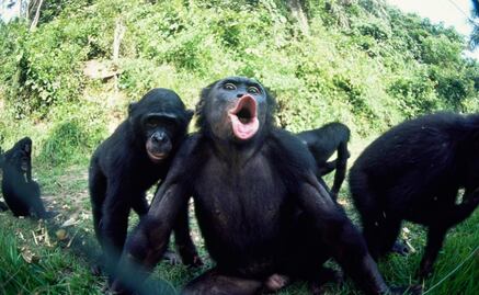 Los bonobos sufren de vista cansada como los humanos