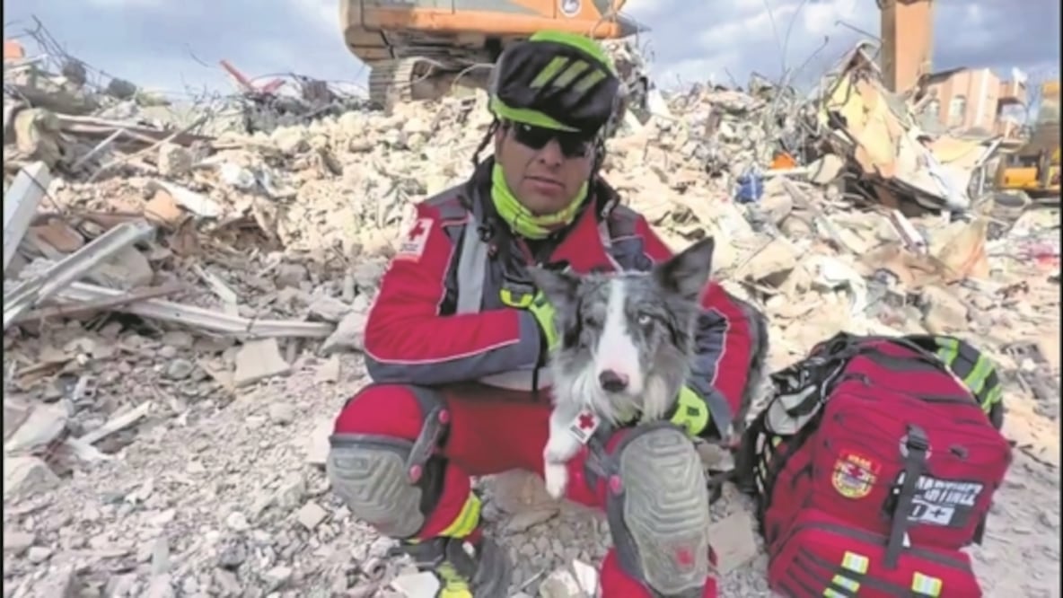 Los perros rescatistas son de gran ayuda durante eventos como terremotos, al buscar sobrevivientes, como en esta imagen de Turquía. Al sólo hallar cadáveres, como en tras los atentados del 11-S, se deprimen. FOTO: ESPECIAL