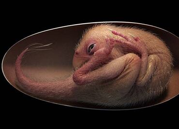 Hallan a "Bebé Yingliang", el embrión de dinosaurio más completo jamás visto