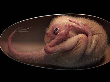 Hallan a "Bebé Yingliang", el embrión de dinosaurio más completo jamás visto