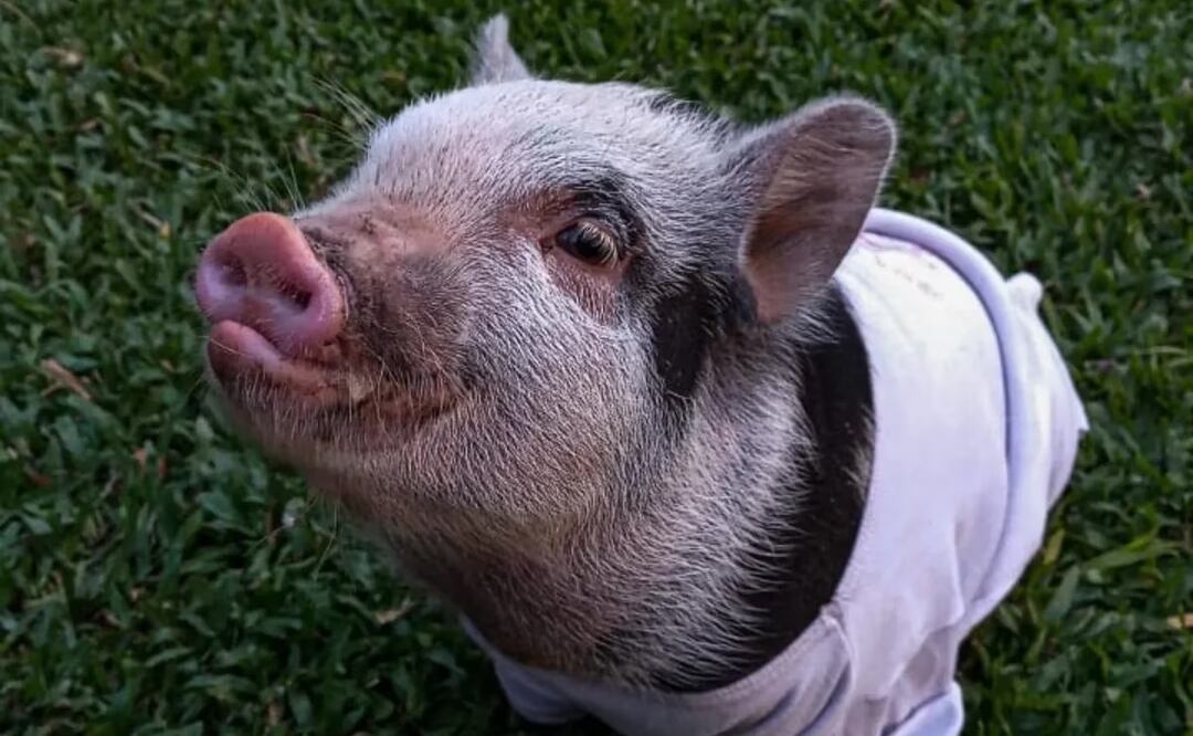 Dieron en adopción a su cerdita, pero denunciaron que el nuevo dueño la mató y se la comió (Foto: Instagram @the.minipig_roma)