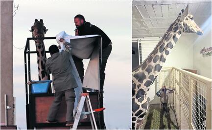 Travesía de altura para la jirafa Benito