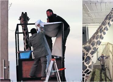 Travesía de altura para la jirafa Benito