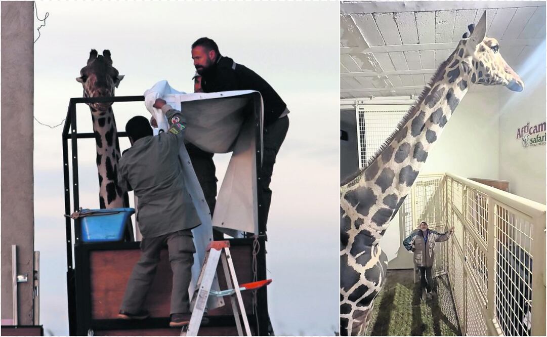 - La noche del pasado domingo, la jirafa emprendió su camino desde el Parque Central en Ciudad Juárez, donde vivió nueve meses.
- Benito estará aislado un par de días
para luego socializar con su especie.
Fotos: Especial | Christian Torres | El Universal