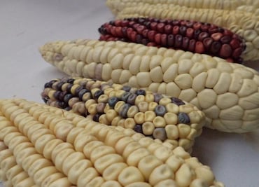 México cumple con fallo de T-MEC; deroga decreto que prohíbe maíz transgénico para consumo humano