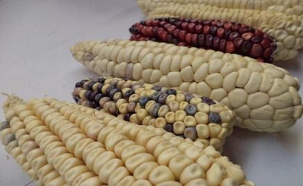 México, está a tiempo de frenar maíz transgénico, afirma activista; “lo más importante es fortalecer la soberanía alimentaria”, dice