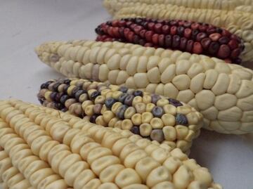 Reformas seguirán con prohibición del maíz transgénico para consumo humano; México cumplirá fallo de panel antes de 3 de febrero, prevén