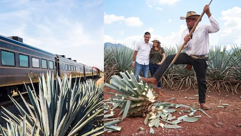 ¡Súbete al tren! y conoce todo acerca del tequila