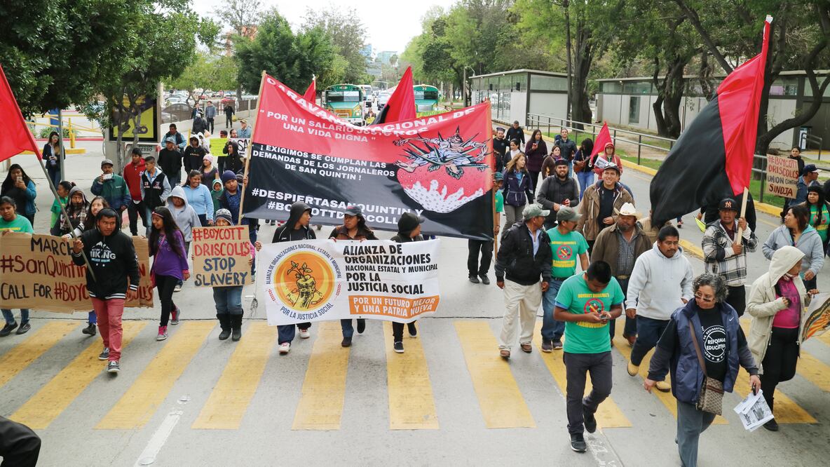 La huelga de jornaleros en marzo de 2015 dejo pérdidas por más de 25 mdd a empresas como Berrymex y promovió boicots contra tiendas de Estados Unidos, aseguran. Los trabajadores planean llegar a la CDMX el 17 de marzo (LUIS PÉREZ. EL UNIVERSAL)