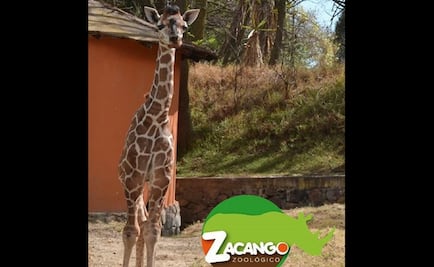 Nace hembra de jirafa en Zacango