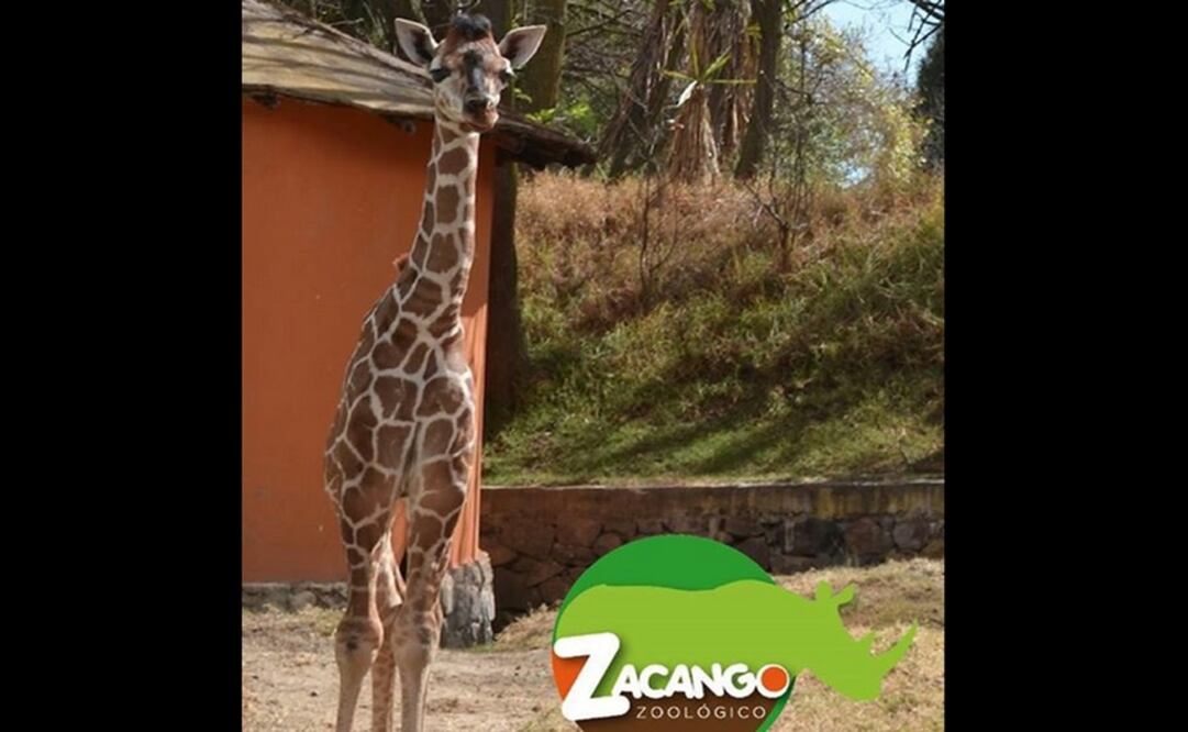 Tomada de @zoozacango