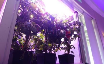 Jardines fuera de la atmósfera, un reto de la exploración espacial