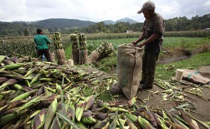 Advierten pérdidas en el campo si mantienen presupuesto de Egresos 2020