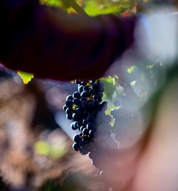 Descubre los mejores viñedos españoles en un tour virtual