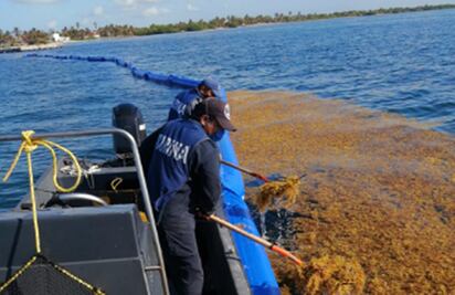 Recolecta Semar 803 toneladas de sargazo en Quintana Roo