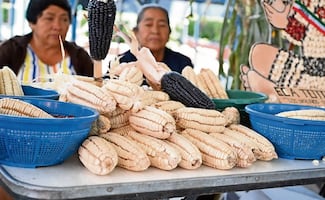 Maíces nativos, alimento nutritivo único