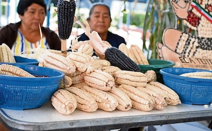 Maíces nativos, alimento nutritivo único