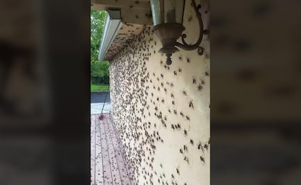 VIDEO: Millones de grillos aterrorizan ciudad en Nevada, EU