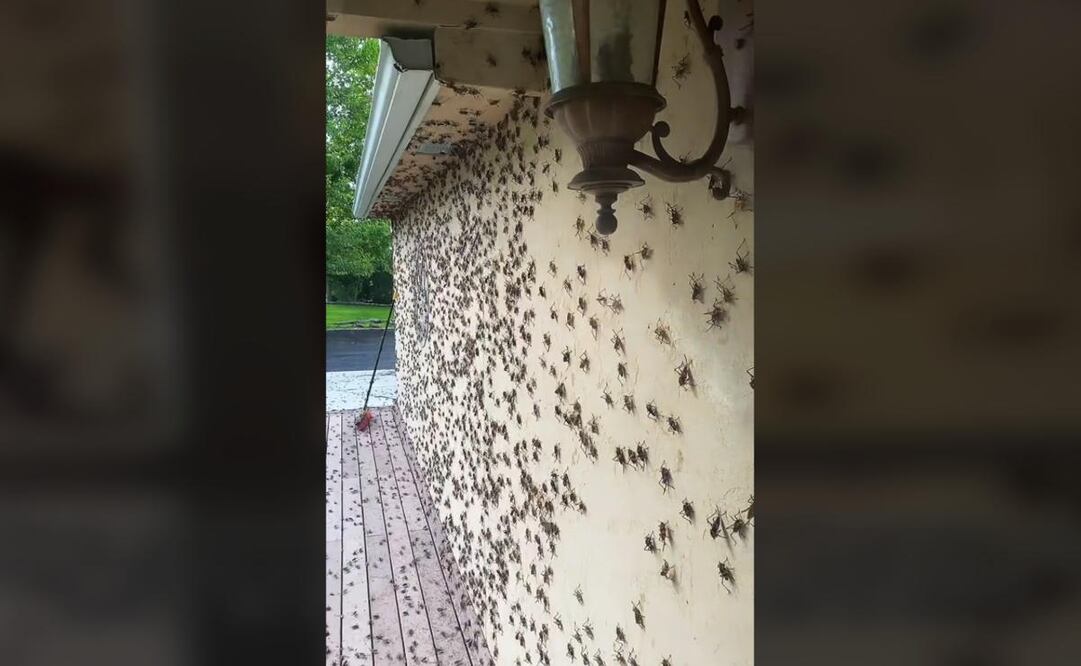 Foto: Captura (TikTok @auntie_coolette)