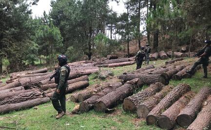 Suman 13 predios forestales clausurados en Veracruz