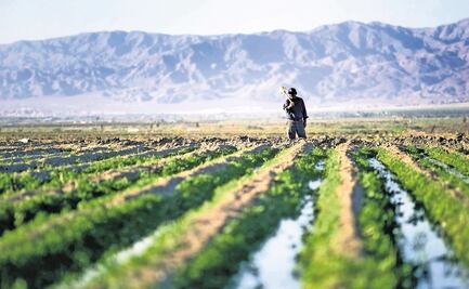 Ahora México pide a EU cumplir con leyes laborales en sector agrícola