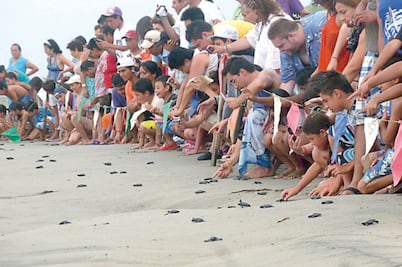 Libera Profepa 83 crías de tortuga golfina en La Paz