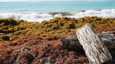 Sargazo: problema de proporciones oceánicas
