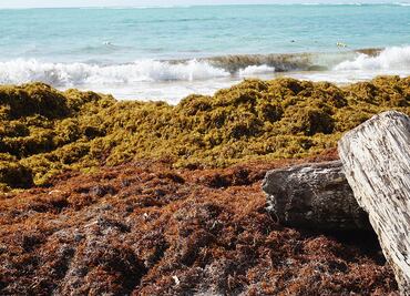Sargazo: problema de proporciones oceánicas