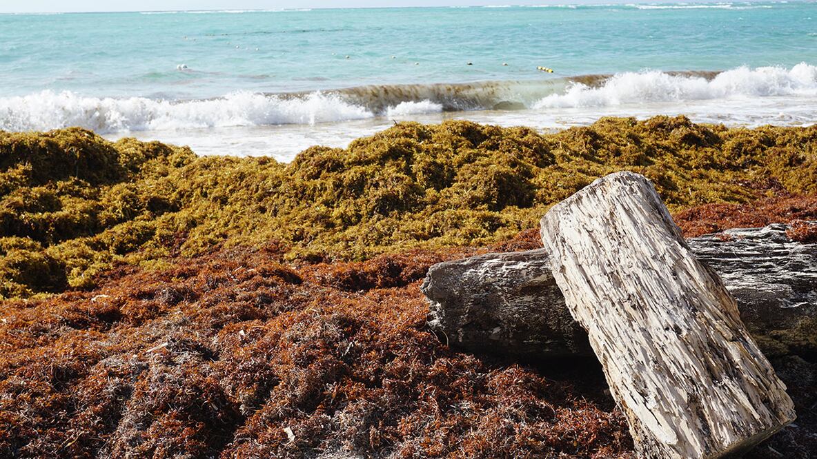 Sargazo: problema de proporciones oceánicas