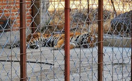 Asegura FGR animales exóticos en Jalisco