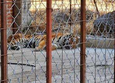 Asegura FGR animales exóticos en Jalisco