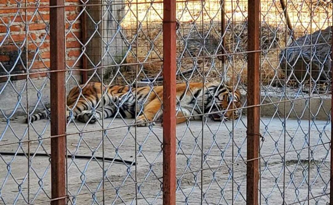 Foto: Especial EL UNIVERSAL 