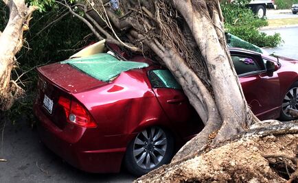 Vientos tiran árboles, luminarias y carteles en Mérida