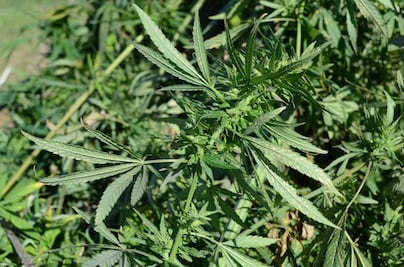 ¿Es posible la despenalización de las drogas en México?